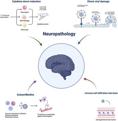 Immune-Mediated Mechanisms of COVID-19 Neuropathology